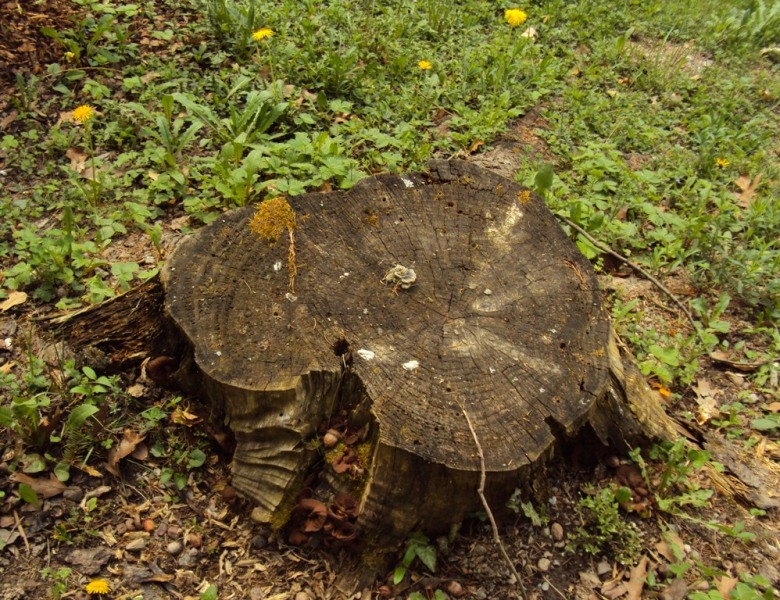 Discina ancilis (Pers.) Sacc.